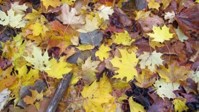 A windy lead up to weekend sunshine and showers as November gets underway