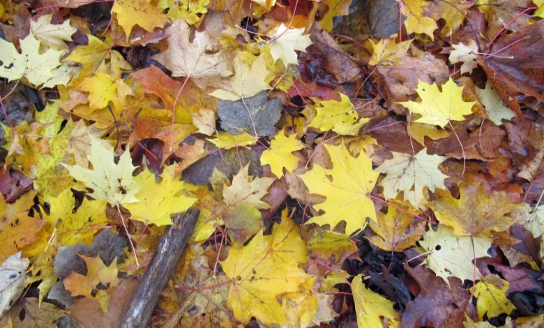 A windy lead up to weekend sunshine and showers as November gets underway