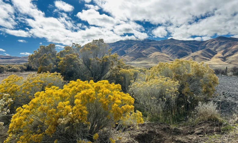 Battle Born and still boomin’: Nevada to turn 161 with gold, ghosts, and a dash of UFOs