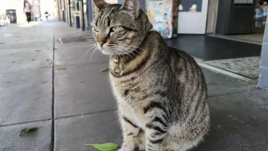Beloved Bodega Cat Allegedly Killed By Waymo In Mission District