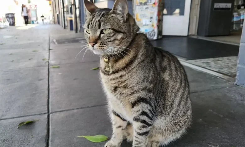 Beloved Bodega Cat Allegedly Killed By Waymo In Mission District