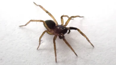 Critically endangered spider rediscovered for first time in 40 years | ITV News