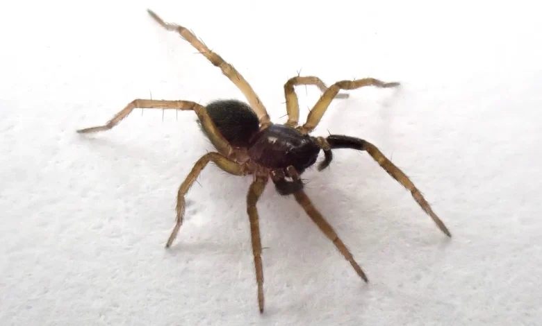 Critically endangered spider rediscovered for first time in 40 years | ITV News