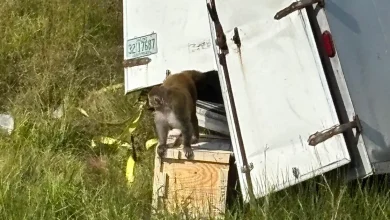 Escaped monkeys 'destroyed' after Mississippi police are mistakenly told they're a danger