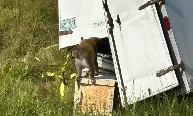Escaped monkeys 'destroyed' after Mississippi police are mistakenly told they're a danger