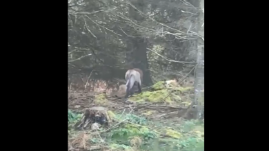 Gardaí say no reports of loose lion