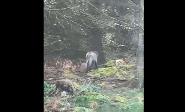 Gardaí say no reports of loose lion