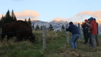 I escaped Dracula tourist tat to hike among Transylvania's bison and bears