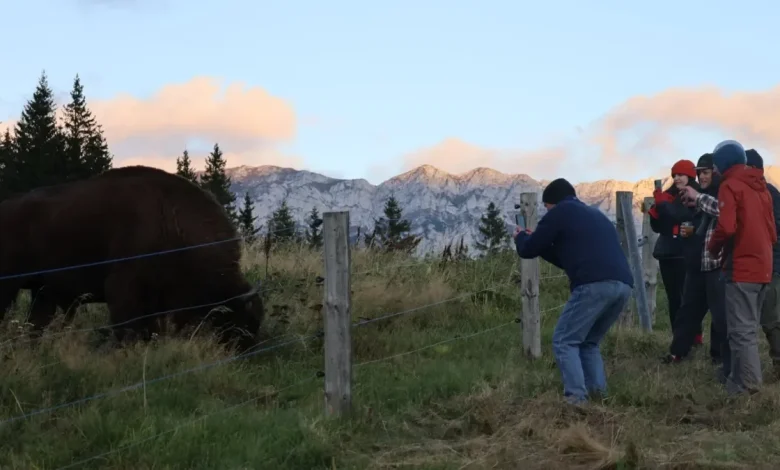 I escaped Dracula tourist tat to hike among Transylvania's bison and bears