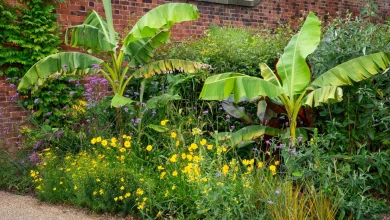 I’m a garden editor, and I swear by Monty Don’s tip for overwintering tropical plants – with one exception