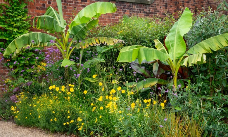 I’m a garden editor, and I swear by Monty Don’s tip for overwintering tropical plants – with one exception