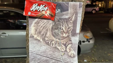 KitKat, liquor store mascot and ‘16th St. ambassador,’ killed, allegedly by Waymo