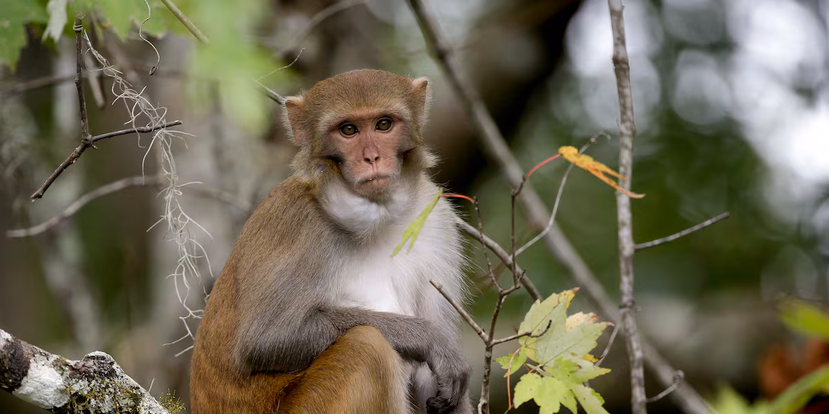 Law enforcement kills several monkeys after truck hauling them overturns in Mississippi