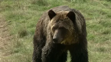 Man rushed to hospital by air ambulance after grizzly bear attack near Calgary