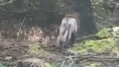 Meath forest manager reports sightings of ‘animal that looks like a lion’ roaming in Clare woodland