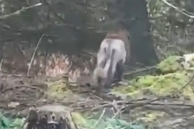 Meath forest manager reports sightings of ‘animal that looks like a lion’ roaming in Clare woodland
