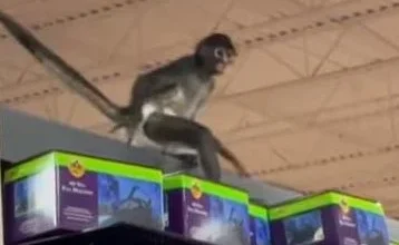 Monkey gets loose inside Spirit Halloween store in Texas