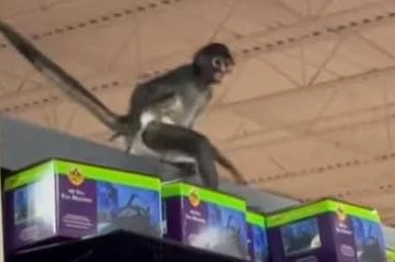 Monkey gets loose inside Spirit Halloween store in Texas