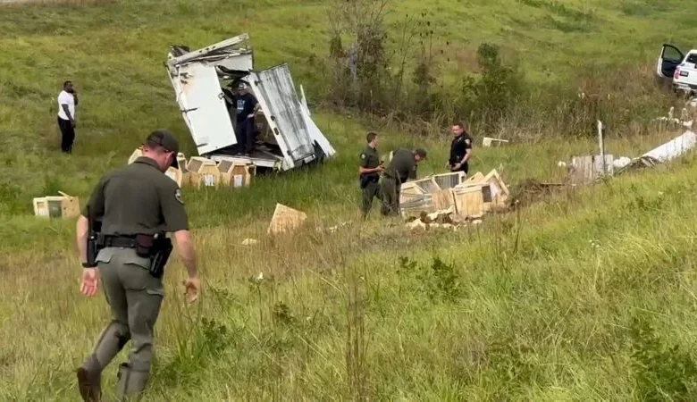 Monkeys escape from overturned truck on a Mississippi highway