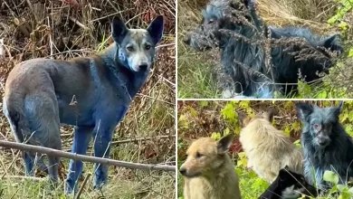Mystery as abandoned dogs in Chernobyl turn blue, baffling caretakers