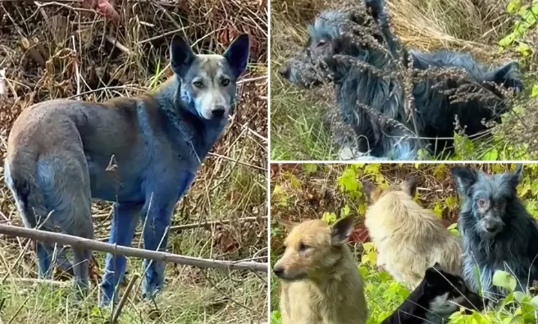 Mystery as abandoned dogs in Chernobyl turn blue, baffling caretakers