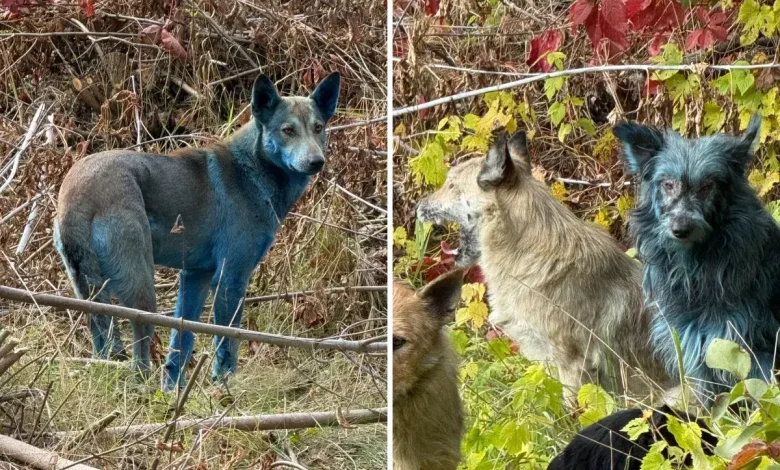 Mystery of Blue Dogs at Chernobyl Disaster Site May Have Been Solved