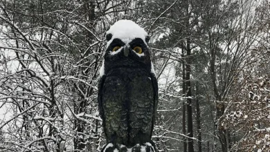 Old Farmer's Almanac 2025-26 winter predictions for Petersburg, VA, Atlantic Corridor