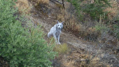 Photographer Captures the First Known White Iberian Lynx in the Wild