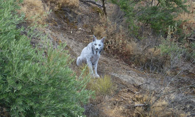 Photographer Captures the First Known White Iberian Lynx in the Wild