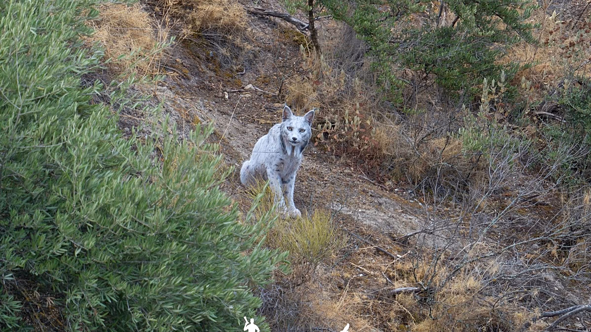 Photographer records world's first ever leucistic Iberian lynx