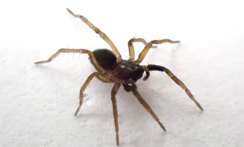 Rare ‘wolf’ spider thought EXTINCT is spotted in UK for first time in 40 years