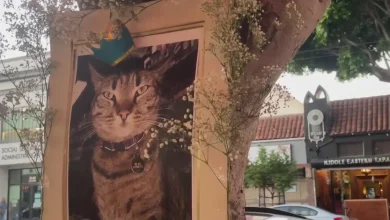 San Francisco's Mission District mourns beloved store cat killed by Waymo