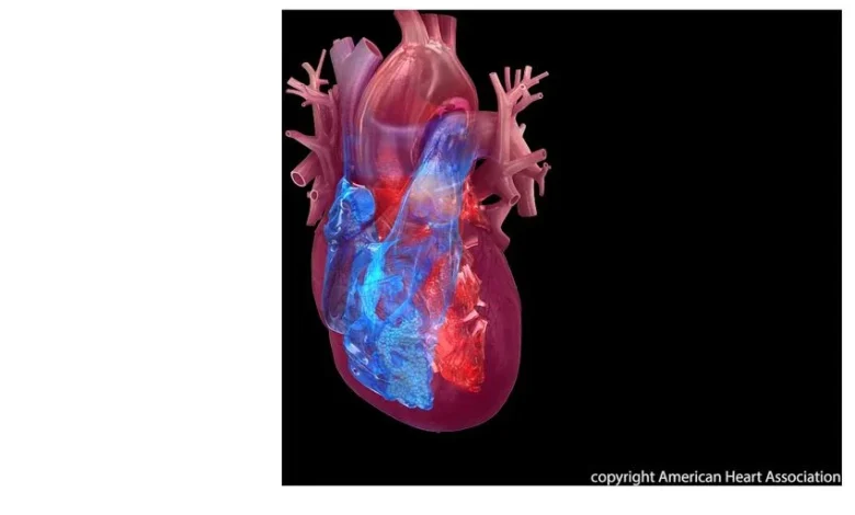 Some acute and chronic viral infections may increase the risk of cardiovascular disease