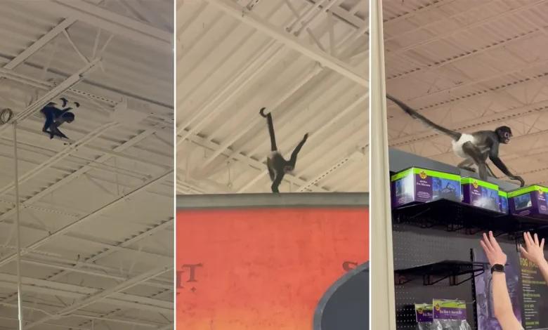 Spooked monkey at Spirit Halloween swings from rafters