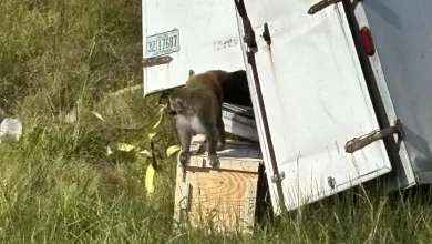 Three "aggressive" monkeys now said to be on the loose following crash in Mississippi