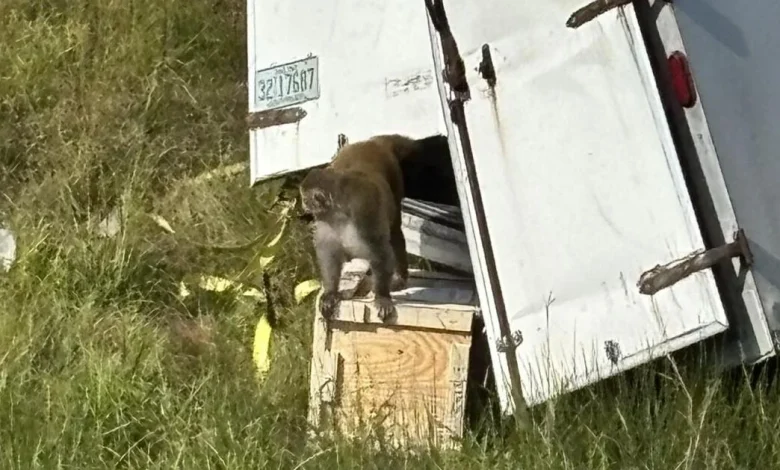 Three "aggressive" monkeys now said to be on the loose following crash in Mississippi