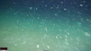 Underwater robot ‘Lassie’ discovers remarkable icefish nests during search for Shackleton’s lost ship off Antarctica