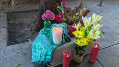 Waymo allegedly kills cat at San Francisco store