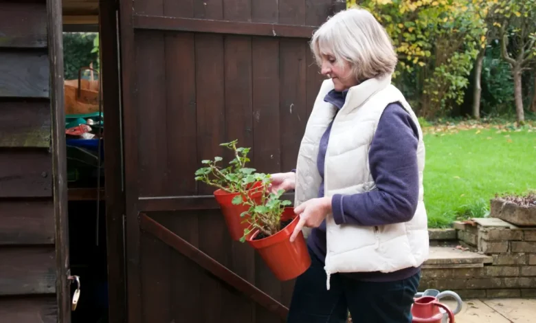 What to do with your summer garden plants now so that they last until next year