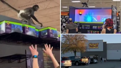 Wild video shows monkey in diaper gets loose inside Spirit Halloween store