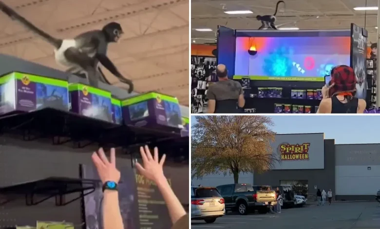 Wild video shows monkey in diaper gets loose inside Spirit Halloween store