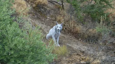 World's First White Iberian Lynx Spotted In Spain: "Proof That Conservation Works"