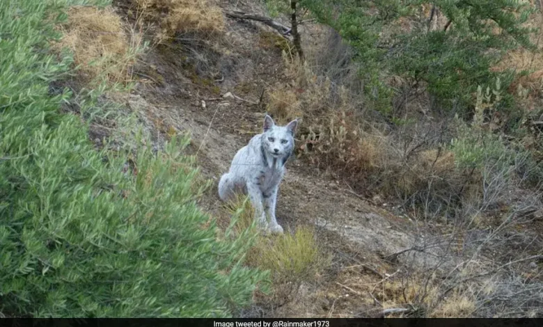 World's First White Iberian Lynx Spotted In Spain: "Proof That Conservation Works"