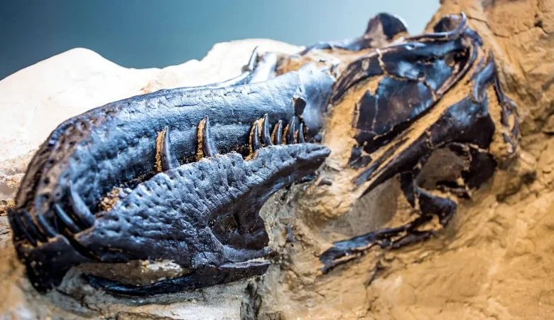 ‘Dueling dinosaurs’ fossil forces a radical rethink of T. rex remains