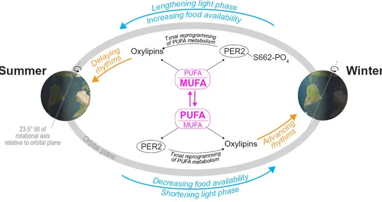 가을 환절기에 몸이 원하는 것들 [강석기의 과학풍경]