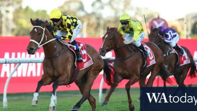 Bookmaker fears Autumn Glow’s ‘Winx feel’ could bring $1m loss