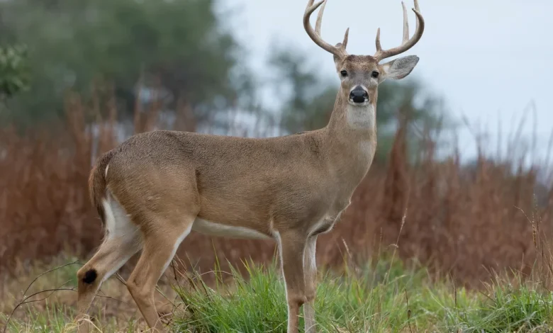 8-point deer illegally killed in Pennsylvania, Game Commission says