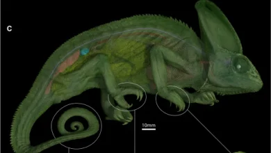 A new twist in the evolution of chameleons uncovers an extremely specialized optic nerve morphology