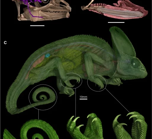 A new twist in the evolution of chameleons uncovers an extremely specialized optic nerve morphology
