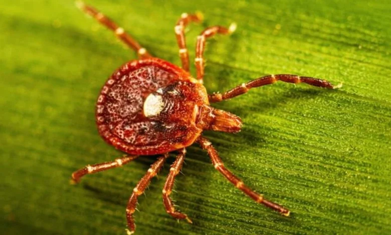 A red meat allergy caused by ticks killed a N.J. man. Here's what to know